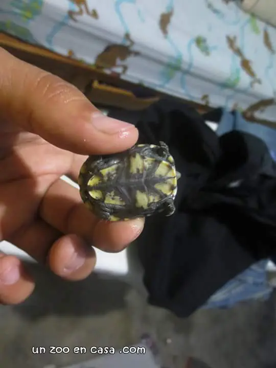 Cría de Kinosternon hirtipes Cría de Kinosternon hirtipes