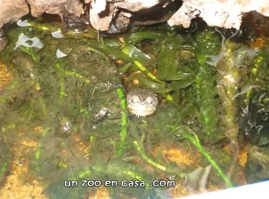 Kinosternon hirtipes juvenil entre las plantas Kinosternon hirtipes juvenil entre las plantas