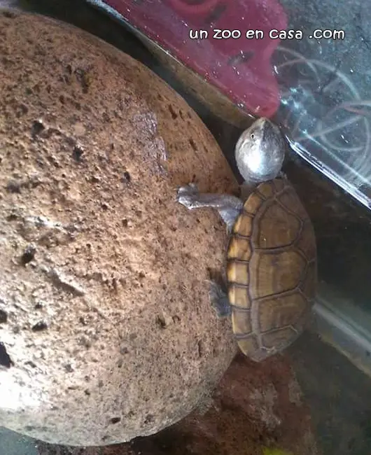 casquito de pata rugosa casquito de pata rugosa