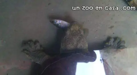 Kinosternon hirtipes comiendo un pez Kinosternon hirtipes comiendo un pez