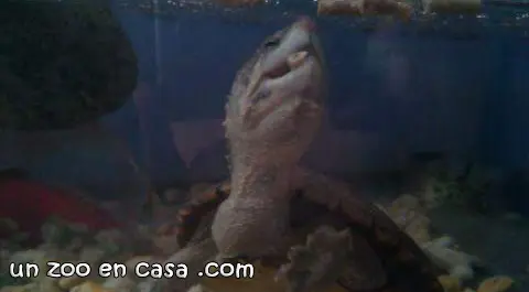 Kinosternon hirtipes comiendo pienso Kinosternon hirtipes comiendo pienso