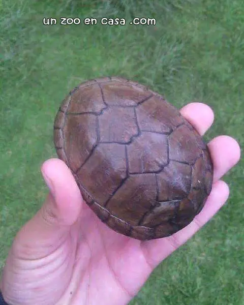 Kinosternon hirtipes - La tortuga de pantano de patas rugosas Kinosternon hirtipes - La tortuga de pantano de patas rugosas