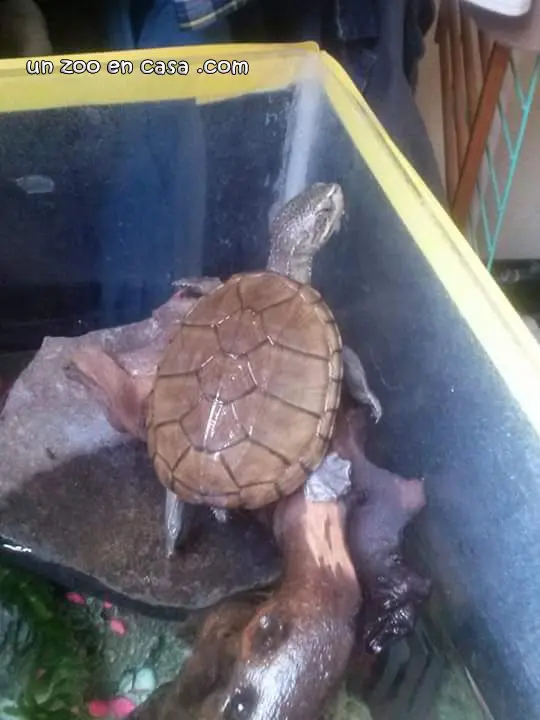 Kinosternon hirtipes en la zona seca Kinosternon hirtipes en la zona seca