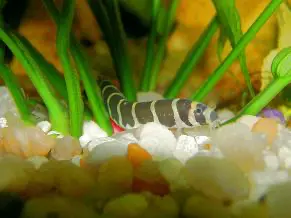 Culi (Acanthophtalmus kuhli)