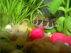 Culi entre plantas naturales