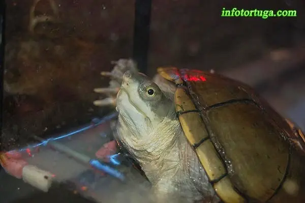 Kinosternon flavescens - Tortuga del fango amarilla Kinosternon flavescens - Tortuga del fango amarilla