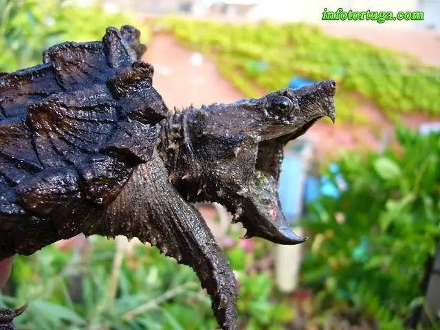 Macrochelys temminckii - Tortuga aligátor Macrochelys temminckii - Tortuga aligátor