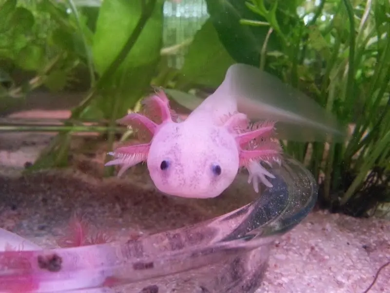 Ajolote o axolotl (Ambystoma mexicanum) Ajolote o axolotl (Ambystoma mexicanum)
