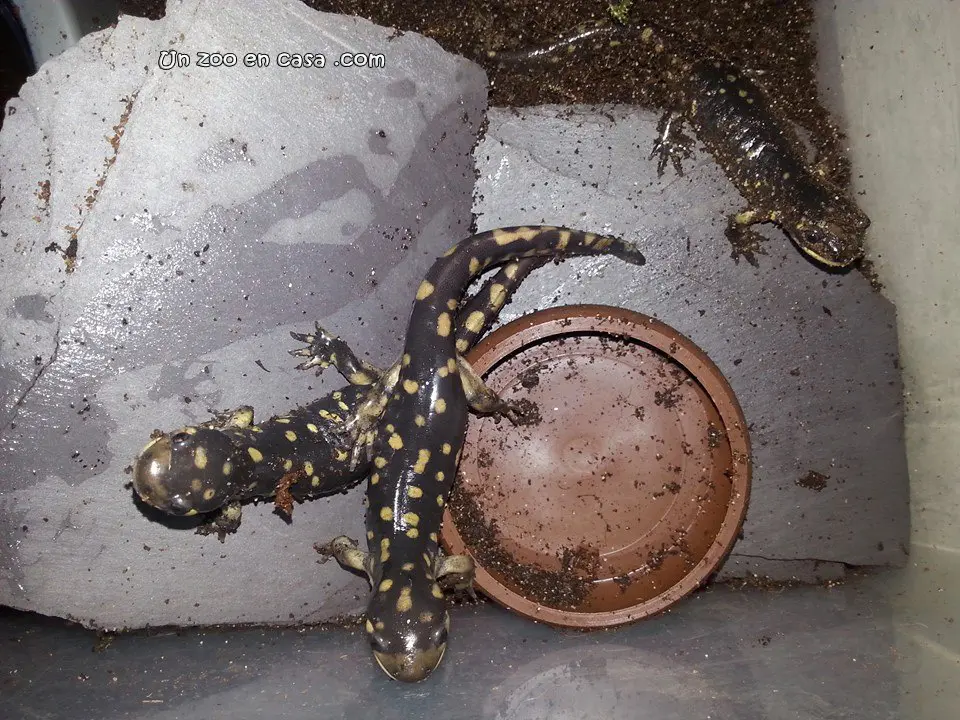 Varios ejemplares de Ambystoma tigrinum Varios ejemplares de Ambystoma tigrinum