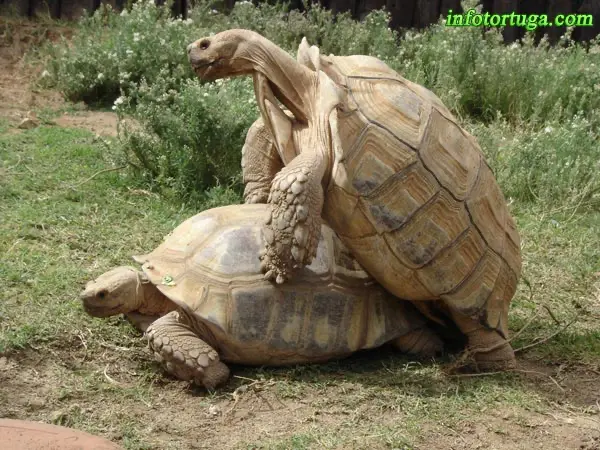 Centrochelys sulcata copulando Centrochelys sulcata copulando