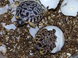Astrochelys radiata