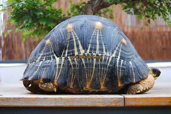 Astrochelys radiata Astrochelys radiata