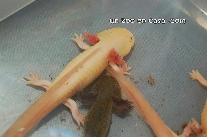 Ajolote gold junto a un ejemplar de coloración natural Ajolote gold junto a un ejemplar de coloración natural