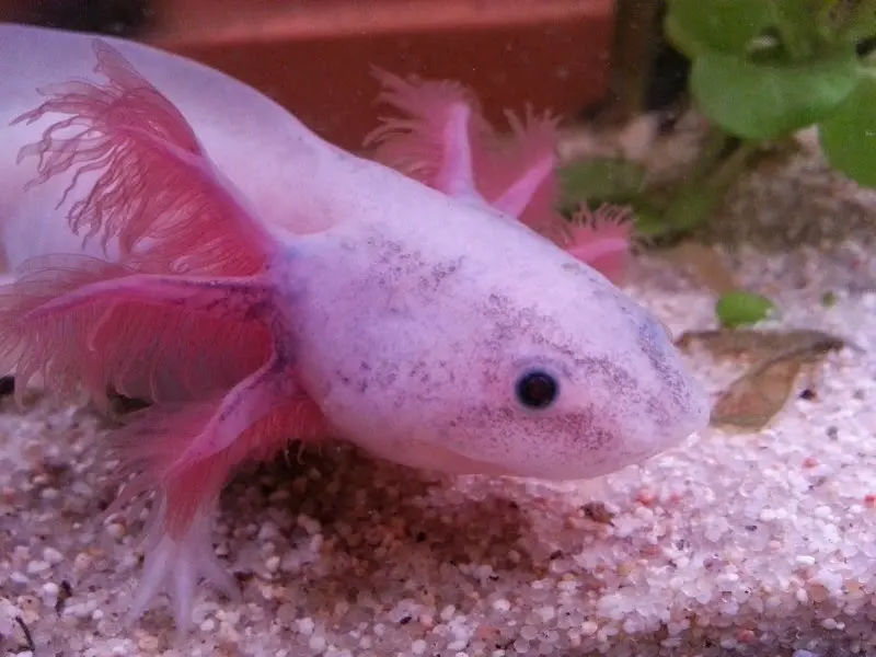 Ajolote o axolotl (Ambystoma mexicanum) Ajolote o axolotl (Ambystoma mexicanum)