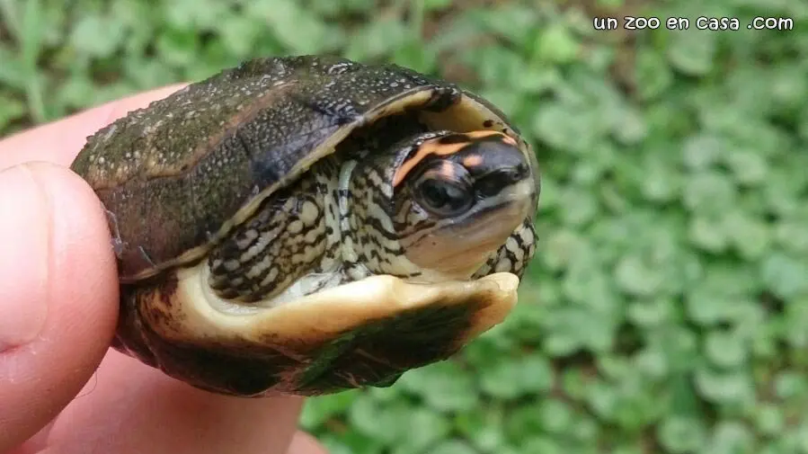 Cría de Rhinoclemmys punctularia Rhinoclemmys punctularia cría nacida en cautividad