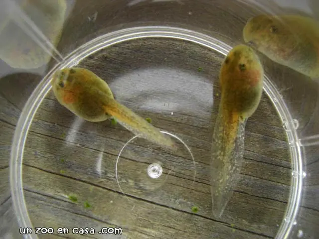 Larvas de Bombina orientalis Larvas de Bombina orientalis