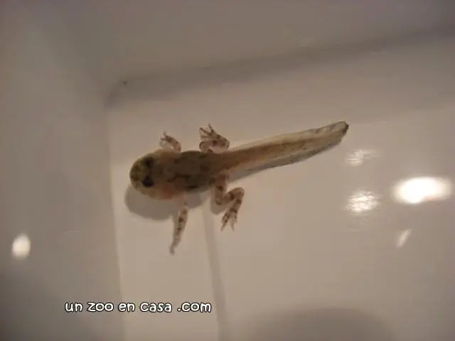 Larva de Bombina orientalis Larva de Bombina orientalis