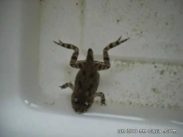 Bombina orientalis al final de la metamorfosis Bombina orientalis al final de la metamorfosis