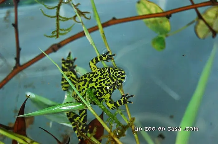 Bombina orientalis Bombina orientalis