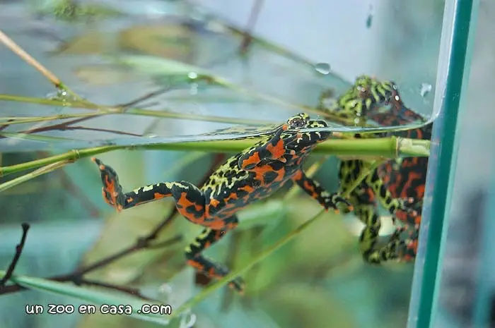 Bombina orientalis Bombina orientalis