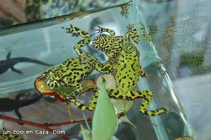 Bombina orientalis Bombina orientalis