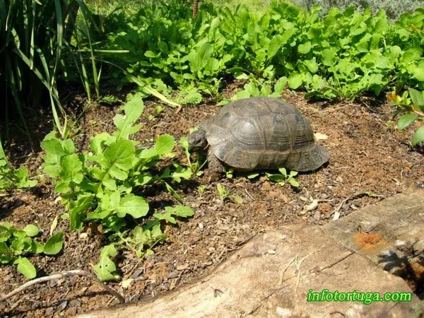 Tortuga griega Tortuga griega