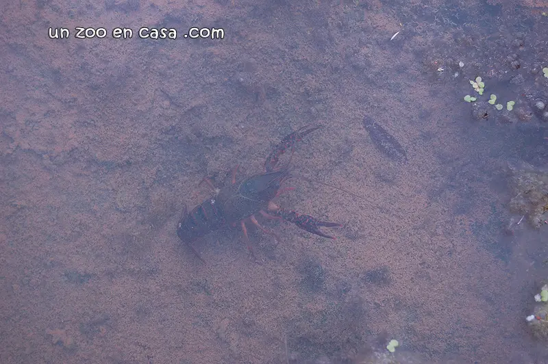 Cangrejo americano (Procambarus clarkii) Cangrejo americano (Procambarus clarkii)