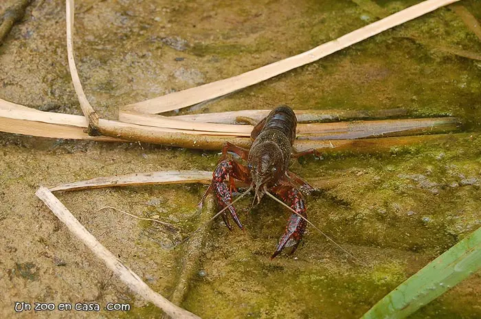 Cangrejo rojo americano Cangrejo rojo americano