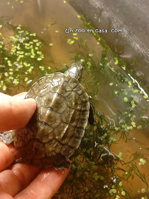 Mauremys rivulata - Balkan terrapin Mauremys rivulata - Balkan terrapin