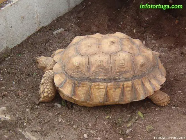 Centrochelys sulcata de gran tamaño Centrochelys sulcata de gran tamaño