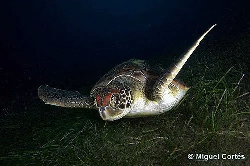 Tortuga verde a contraluz Tortuga verde a contraluz