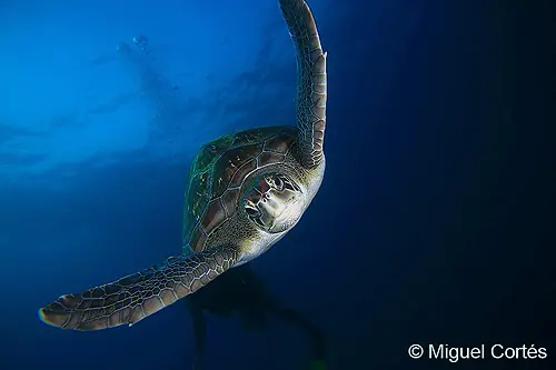 Tortuga verde (Chelonia mydas) Tortuga verde (Chelonia mydas)