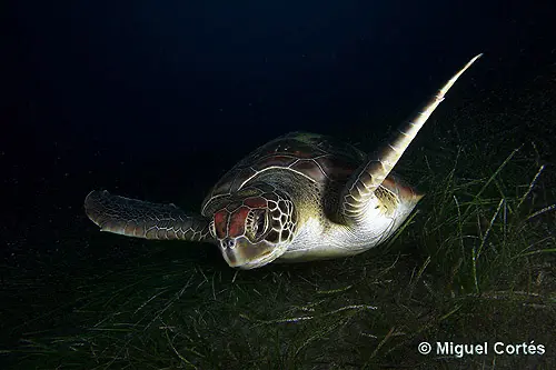 Tortuga verde entre praderas de Posidonia Tortuga verde entre praderas de Posidonia
