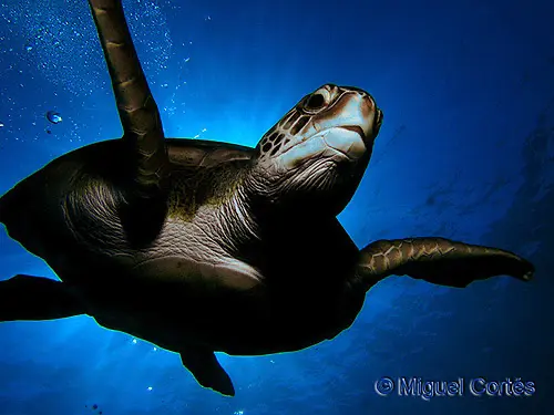 Tortuga verde (Chelonia mydas) Tortuga verde (Chelonia mydas)