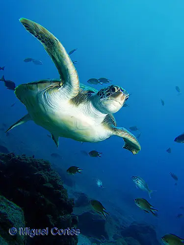 Tortuga verde nadando Tortuga verde nadando