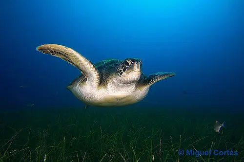 Chelonia mydas Chelonia mydas