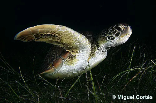 Tortuga verde (Chelonia mydas) Tortuga verde (Chelonia mydas)