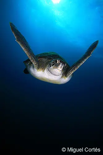 Tortuga verde (Chelonia mydas) Tortuga verde (Chelonia mydas)