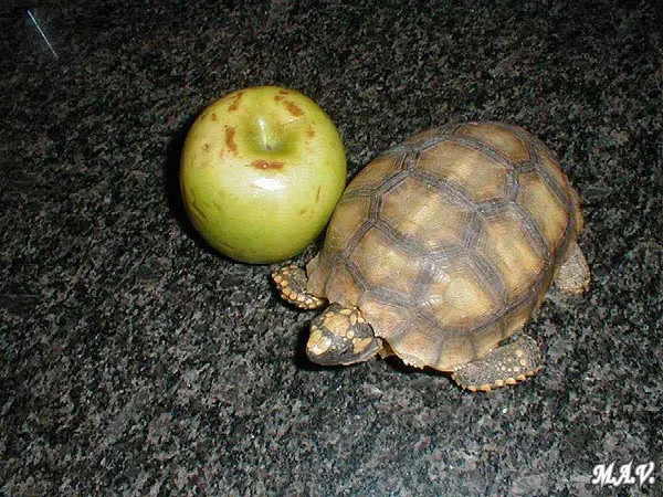 Chelonoidis denticulata - Tortuga de patas amarillas Chelonoidis denticulata - Tortuga de patas amarillas