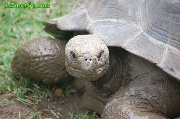 Tortuga de las Galápagos en el Zoo de Barcelona Tortuga de las Galápagos en el Zoo de Barcelona