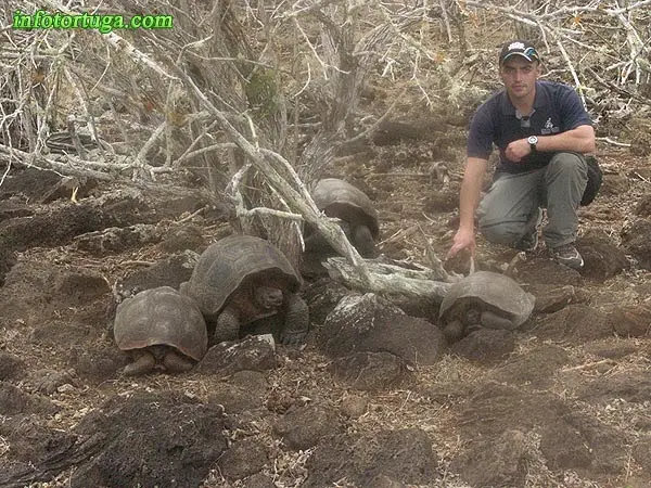Juveniles de Chelonoidis nigra chatamensis Juveniles de Chelonoidis nigra chatamensis