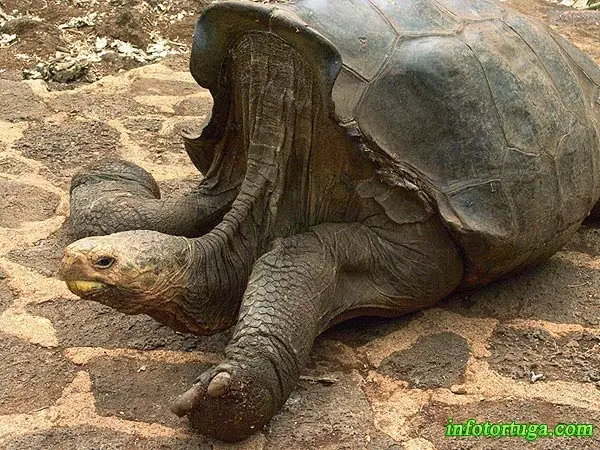 Gran ejemplar de Chelonoidis nigra hoodensis Gran ejemplar de Chelonoidis nigra hoodensis