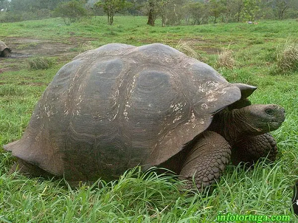 Chelonoidis nigra porteri Chelonoidis nigra porteri