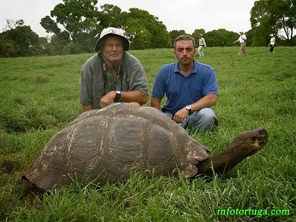 Tortuga de las Galápagos - Chelonoidis nigra Tortuga de las Galápagos - Chelonoidis nigra