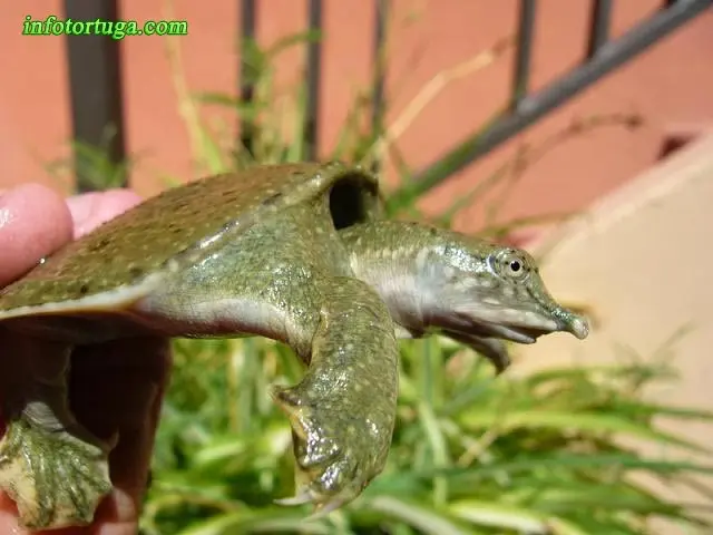 Chinese softshell turtle Chinese softshell turtle