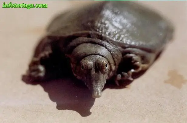 Tortuga china de caparazón blando Tortuga china de caparazón blando