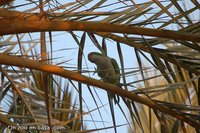 Cotorra monje (Myiopsitta monachus) Cotorra monje (Myiopsitta monachus)