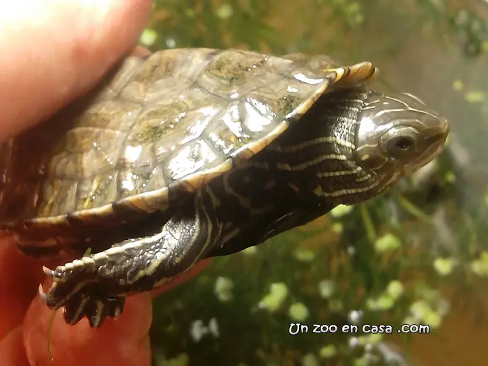 Mauremys rivulata Mauremys rivulata