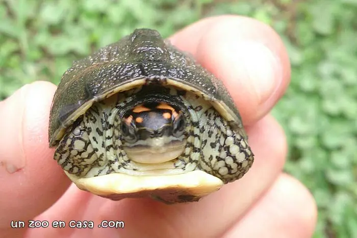 Rhinoclemmys punctularia, neonato Rhinoclemmys punctularia, neonato CB
