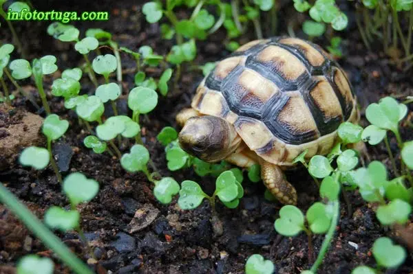 Testudo marginata - Tortuga griega Testudo marginata - Tortuga griega